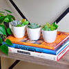 Table Decorative Fancy Lazy Mini Small Plastic Wholesale Herb Orchid Succulent Plants Planter Plant Pot Flowerpot