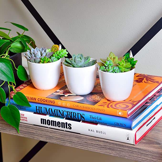 Table Decorative Fancy Lazy Mini Small Plastic Wholesale Herb Orchid Succulent Plants Planter Plant Pot Flowerpot