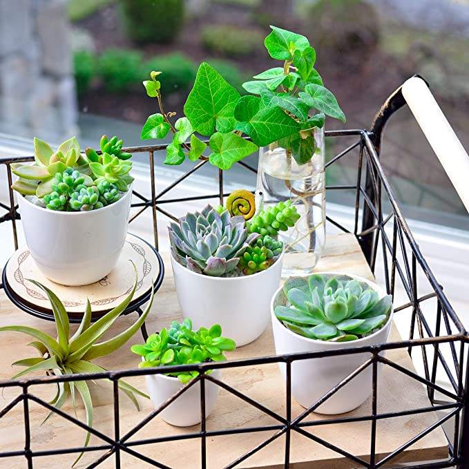 Table Decorative Fancy Lazy Mini Small Plastic Wholesale Herb Orchid Succulent Plants Planter Plant Pot Flowerpot