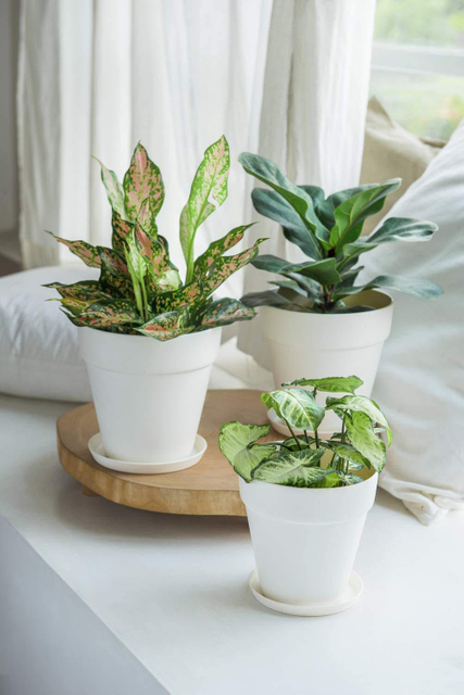 Table Decorative Fancy Lazy Mini Small Plastic Wholesale Herb Orchid Succulent Plants Planter Plant Pot Flowerpot